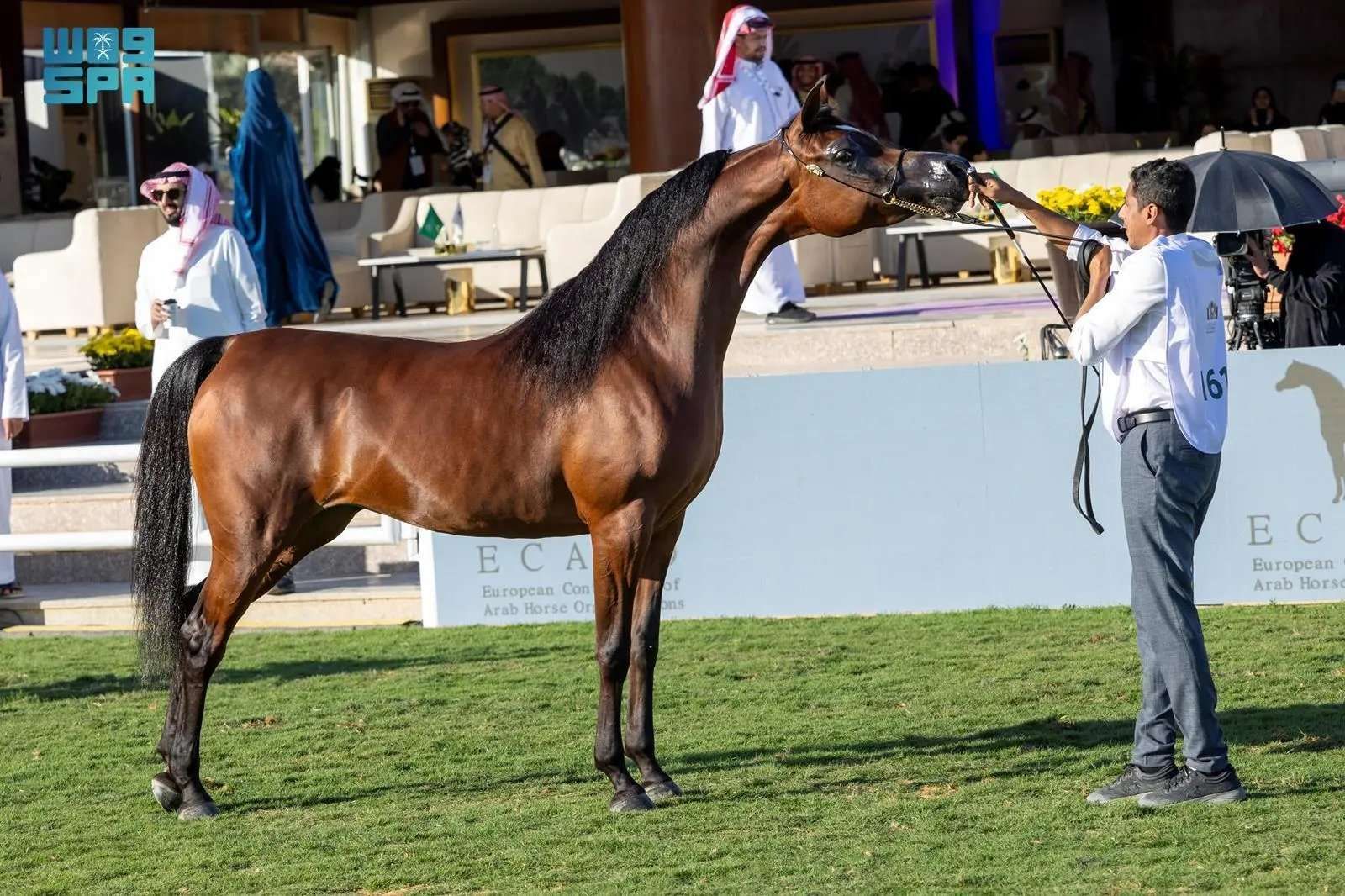 انطلاق منافسات العرض الدولي السابع لجمال الخيل العربية الأصيلة في الرياض