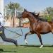 بالصور انطلاق منافسات العرض الدولي السابع لجمال الخيل العربية الأصيلة في الرياض - الخبر اليمني