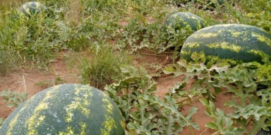 بيئيون يراسلون وزير الداخلية لإنقاذ زاكورة من خطر زراعة “الدلاح” - الخبر اليمني