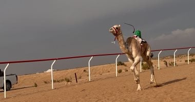 انطلاق ختامى سباق الهجن فى العلمين بمشاركة 500 متسابق – صحيفة الخبر