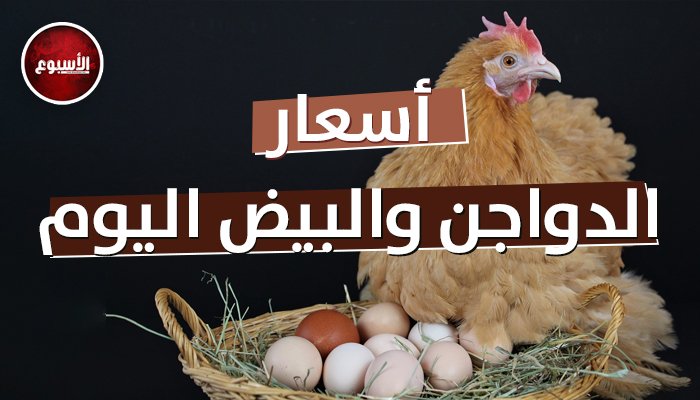 بورصة الدواجن.. سعر الفراخ البيضاء اليوم الثلاثاء 7 يناير 2025 – صحيفة الخبر