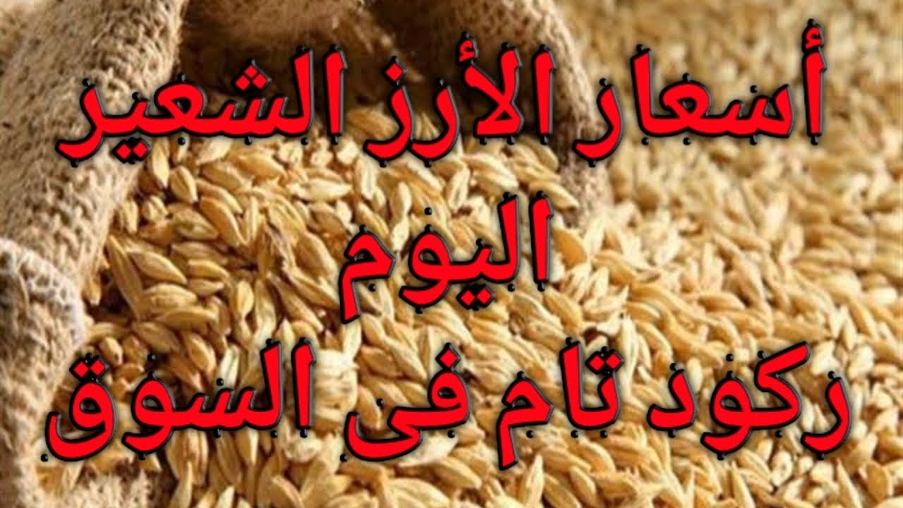 استقرار سعر طن الأرز الشعير اليوم الأحد 5-1-2025 في مصر