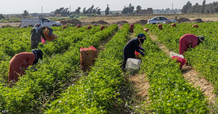 749 مليون جنيه لـ17.6 ألف مستفيد من برنامج التنمية الزراعية – صحيفة الخبر