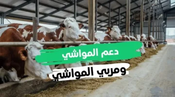 وزارة البيئة والمياه والزراعة توضح.. شروط دعم المواشي 1446